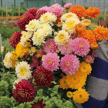 Chrysanthemum flower seeds:Seeds only : Amazon.nl: Garden